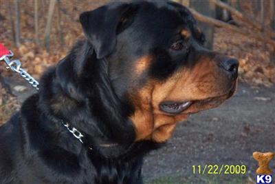 Rottweiler Puppies for Sale