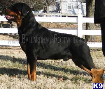 Rottweiler Puppies for Sale