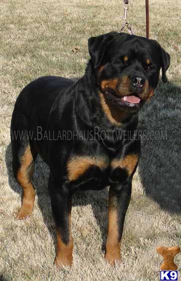 Rottweiler Puppies for Sale