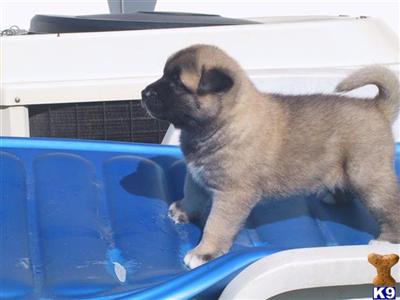 Akita Puppies for Sale