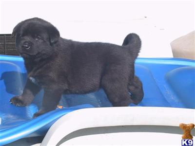 Akita Puppies for Sale