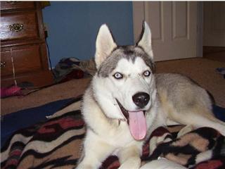 Stud Dogs - Siberian Husky