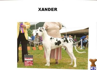 Great Dane Puppies for Sale