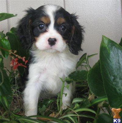 Cavalier King Charles Spaniel Puppies for Sale