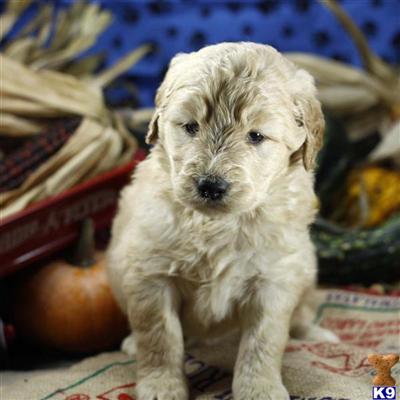Goldendoodles Puppies for Sale