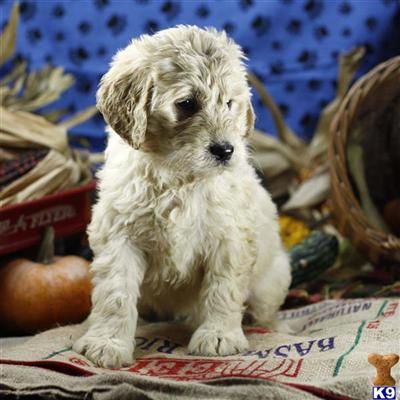 Goldendoodles Puppies for Sale