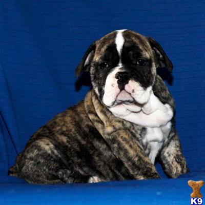 English Bulldog Puppies for Sale