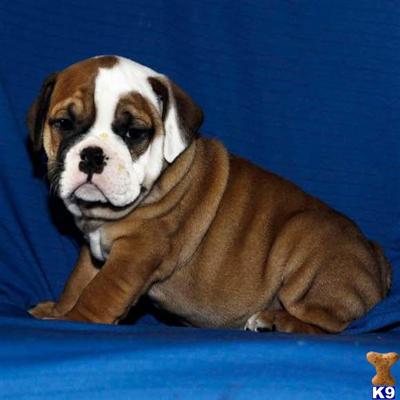 English Bulldog Puppies for Sale