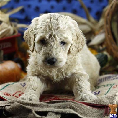 Goldendoodles Puppies for Sale