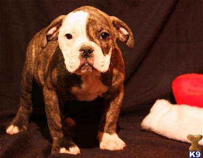 English Bulldog Puppies for Sale
