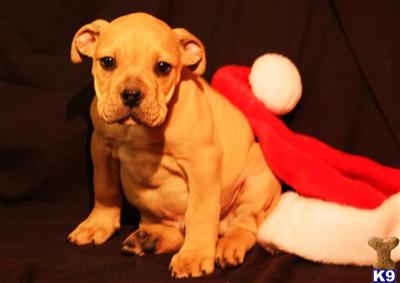 English Bulldog Puppies for Sale