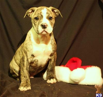 English Bulldog Puppies for Sale