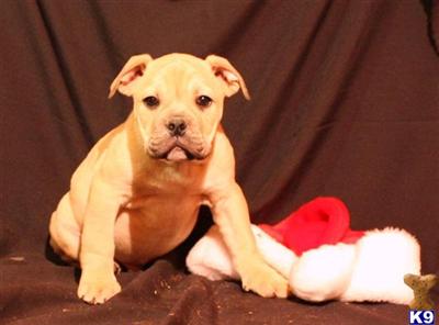 English Bulldog Puppies for Sale