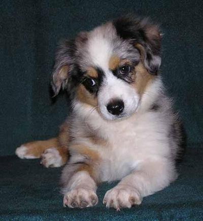 Miniature Australian Shepherd Puppies for Sale