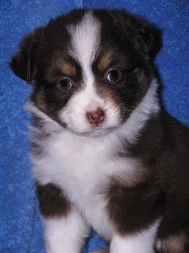 Miniature Australian Shepherd Puppies for Sale