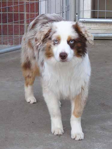 Dogs for Sale in MO