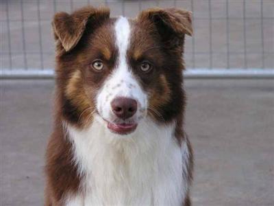 Dogs for Sale in MO