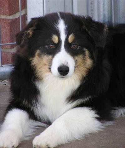 Dogs for Sale in MO