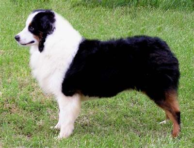 Dogs for Sale in MO