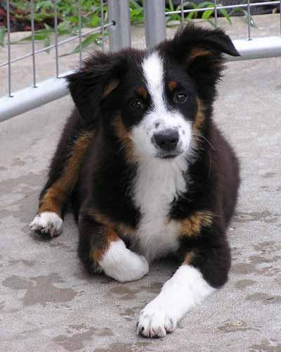 Dogs for Sale in MO