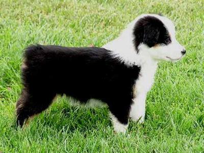 Miniature Australian Shepherd Puppies for Sale