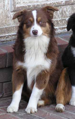 Dogs for Sale in MO