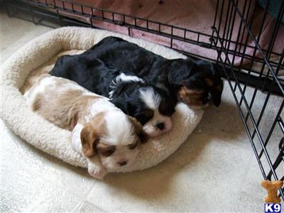 Cavalier King Charles Spaniel Puppies for Sale