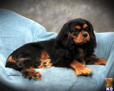 Cavalier King Charles Spaniel Puppies for Sale
