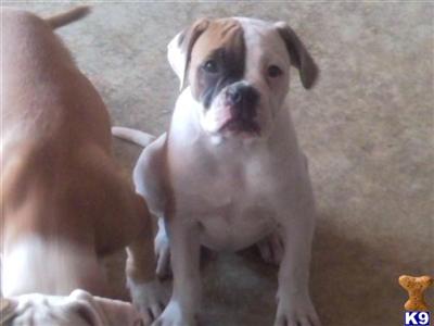 Puppies in MD