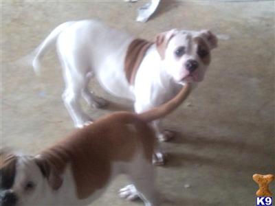 Puppies in MD