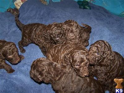 Labradoodle Puppies for Sale