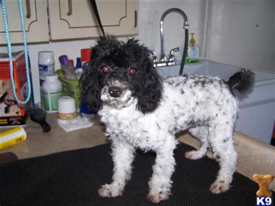 Dogs for Sale in OH