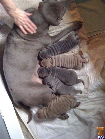Chinese Shar-Pei Puppies for Sale