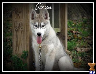 Siberian Husky Puppies for Sale