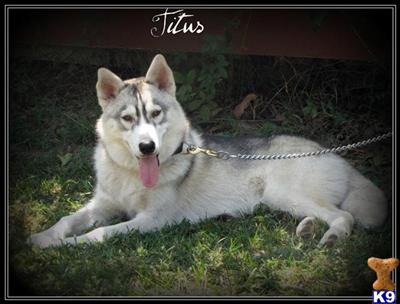 Dogs for Sale in TX