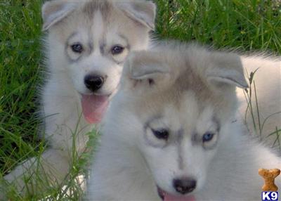 Siberian Husky Puppies for Sale