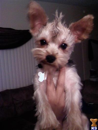 Stud Dogs - Yorkshire Terrier