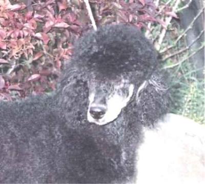 Stud Dogs in IL