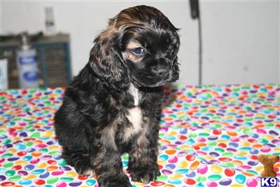 American Cocker Spaniel Puppies for Sale