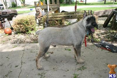 Stud Dogs - Giant Schnauzer