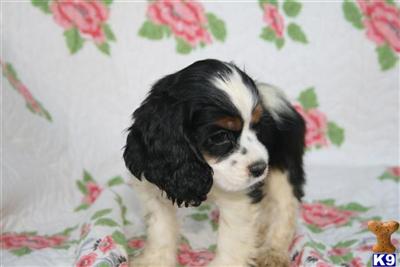 American Cocker Spaniel Puppies for Sale