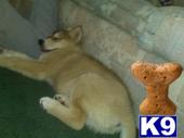 Puppies for Sale