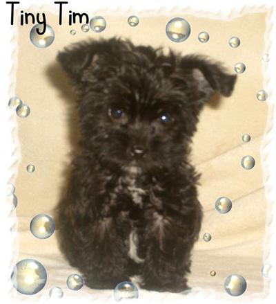 Puppies in BLOOMINGTON