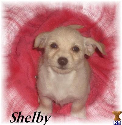Mixed Breed Puppies for Sale