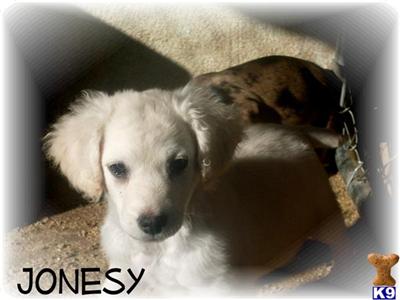 Mixed Breed Puppies for Sale