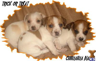 Puppies in CA
