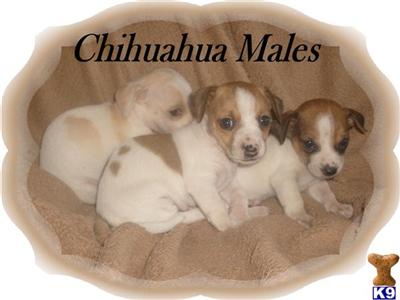 Chihuahua Puppies for Sale