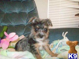 Yorkshire Terrier Puppies for Sale
