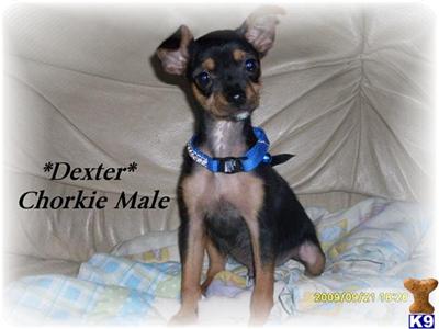Yorkshire Terrier Puppies for Sale