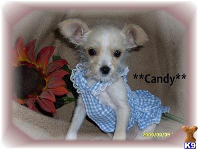 Mixed Breed Puppies for Sale